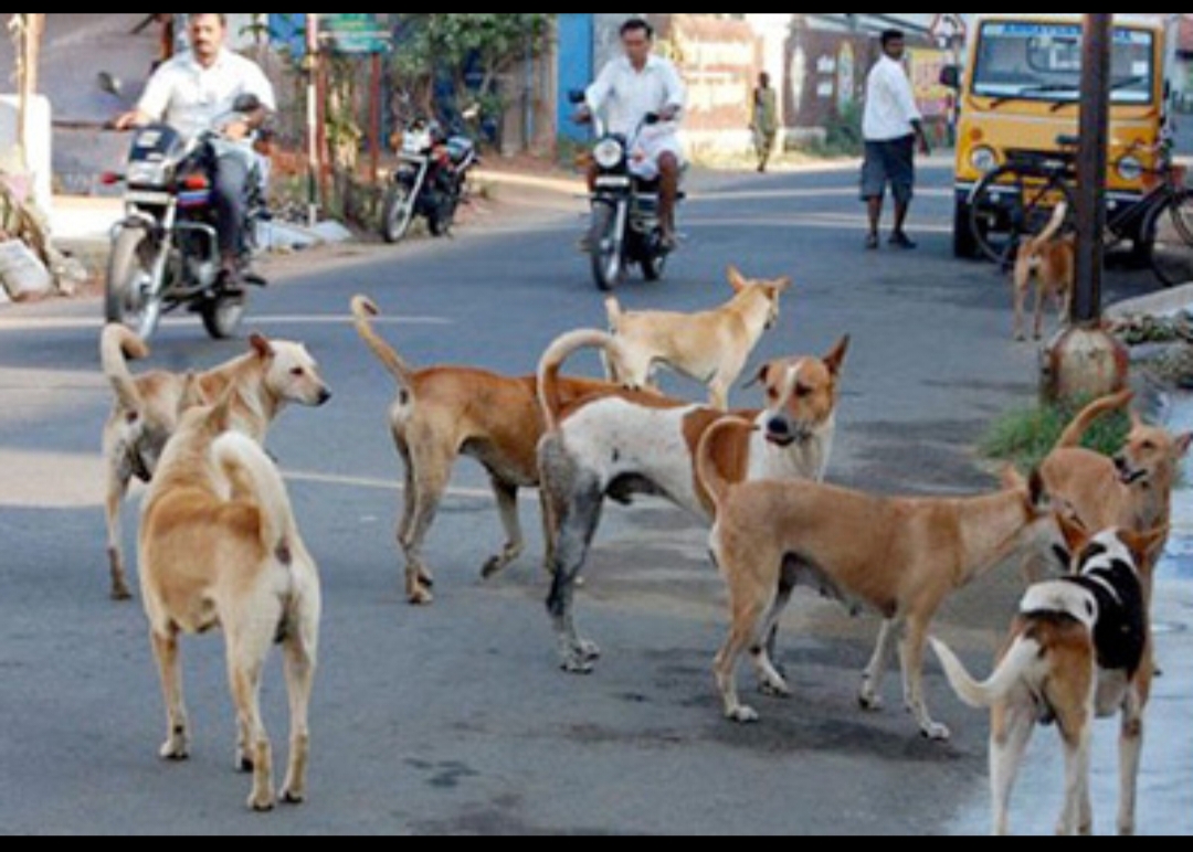 आवारा कुत्तों पर सुप्रीम कोर्ट का बयान